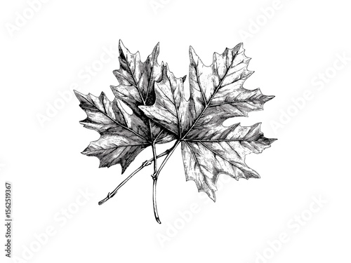 Vintage Maple Tree Leaves Engraving, hand-drawn botanical sketch, black ink woodland foliage, rustic nature print, eco-friendly decor, forest plant illustration, line art nature