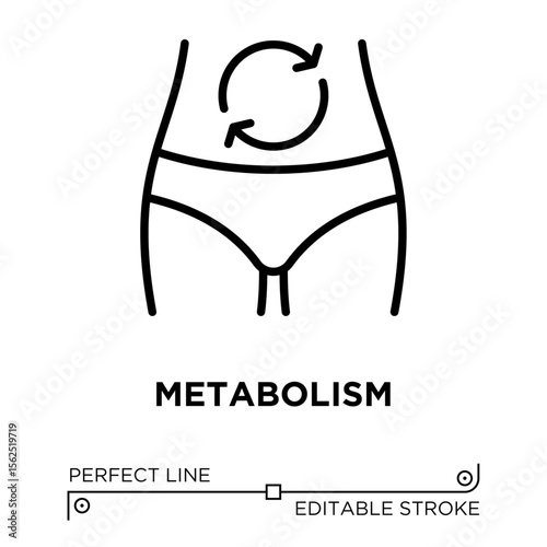 The line icon vector illustrates metabolism or digestion process. The line icon is isolated on a transparent background and can be edited as needed