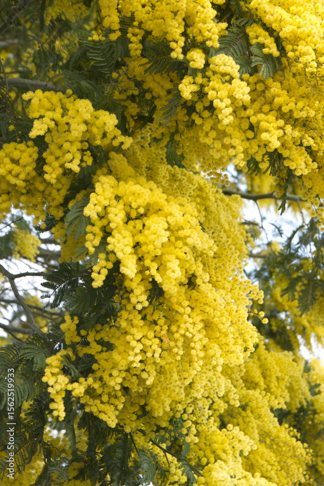Fototapeta premium Acacia dealbata with yellow flowers, mimosa tree in bloom