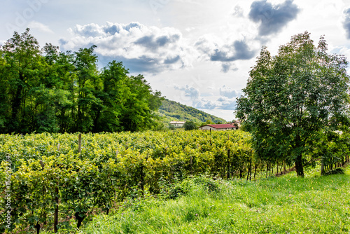 Lush vineyards in the countryside of Faedis, a village in northeastern Italy known for its wine production. Rolling hills, grapevines, and rural scenery typical of the Italian wine regions.

