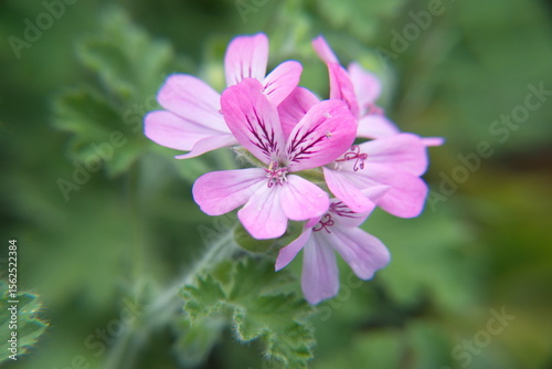 Pelargonium plant with pink flowers, 