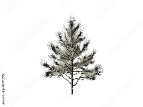 Pine tree hand-drawn engraving, vintage botanical illustration, rustic woodland decor, black ink sketch, eco-friendly nature print, pine needles detail, old style engraving, forest plant drawing