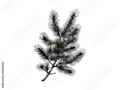 Vintage Pine Leaves Engraving, Black Ink Botanical Sketch, Evergreen Nature Tree, Eco-Friendly Art Print, Woodland Wall Decor, Hand-Drawn Forest Foliage, Rustic Tree Artwork,
