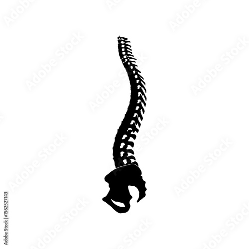 Anatomy of a Healthy Spine