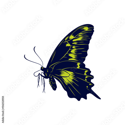 Striking Profile of a Butterfly with Bold Color Contrast