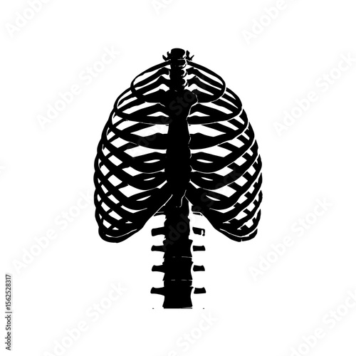 Detailed Silhouette of the Human Rib Cage