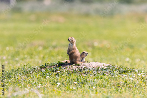 Canvastavla A couple of prairie dogs look out from their hole area in Theodore Roosevelt Nat