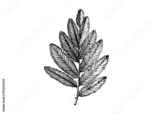 Vintage botanical engraving of redwood leaves, hand-drawn black sketch, redwood tree branches, evergreen rustic tree art, nature-inspired eco print, old engraving style, trendy forest illustration