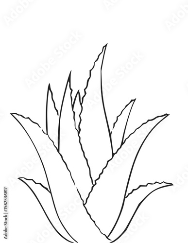 Minimilist illustration of an aloe vera plant with spiky leaves in black and white outline drawing style design art vector