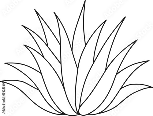 Minimilist illustration of an agave plant with pointed leaves arranged in a symmetrical rosette formation outline style vector