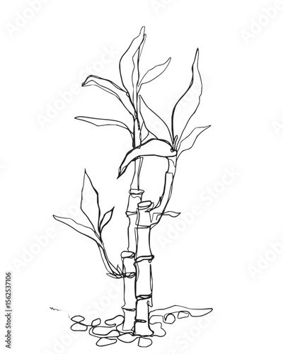Minimilist continuous line drawing of bamboo stalks with leaves and roots on a white background illustration vector