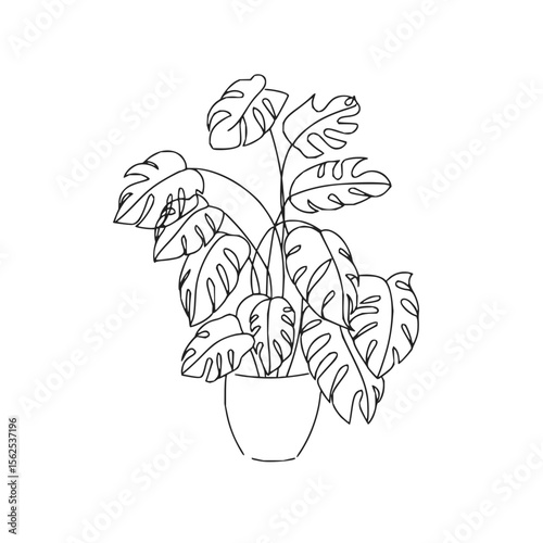Minimilist a single line drawing of a monstera plant in a pot with large leaves and distinctive fenestrations design vector
