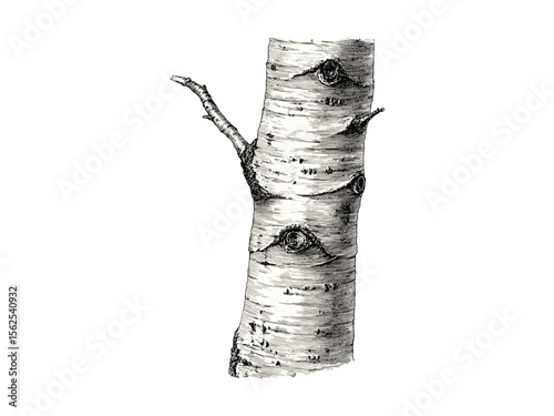 Silver Birch Tree Trunk engraving, vintage hand-drawn botanical illustration, rustic woodland decor, silver birch bark sketch, eco-friendly nature print, old engraving style, forest art