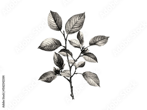 Hand-drawn vintage botanical art, engraving of spindle tree, spindle tree leaves, rustic tree sketch, black sketch, retro woodland decor, eco-friendly nature print, old engraving style.