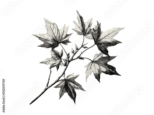 Botanical Sweetgum Tree vintage engraving, hand-drawn bark sketch, rustic eco-friendly tree art, retro woodland decor, black sketch, nature wall print, antique style, trendy tree illustration