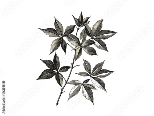 Sweetgum Tree engraving, hand-drawn vintage botanical illustration, sweetgum bark sketch, rustic woodland decor, eco-friendly tree art, black vintage print, nature wall art, old engraving style