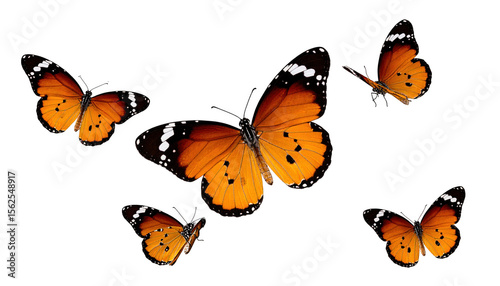 Colorful Monarch Butterflies in Flight against Black Background