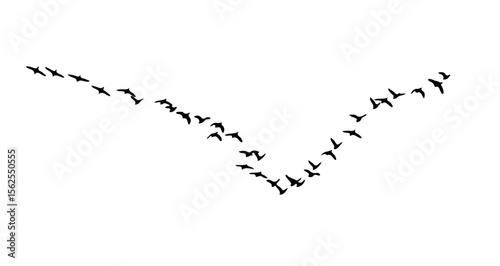 Silhouette of a flock of birds flying in a v formation against a white background in the sky view