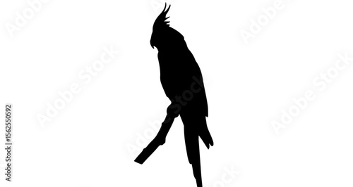 Silhouette of a cockatiel perched on a branch with a long tail and a distinctive crest on its head