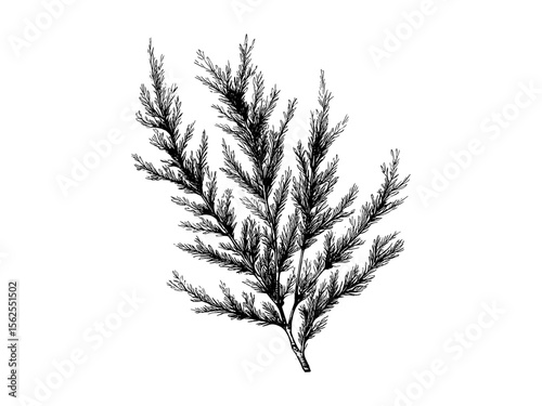 Hand-drawn vintage cedar branches, Western Red Cedar engraving, evergreen tree print, retro botanical sketch, old engraving style, eco-friendly woodland decor, nature-inspired art