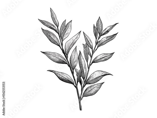 Hand-drawn willow branches, vintage botanical sketch, retro nature print, eco-friendly rustic decor, black engraving style, willow leaves illustration, tree art