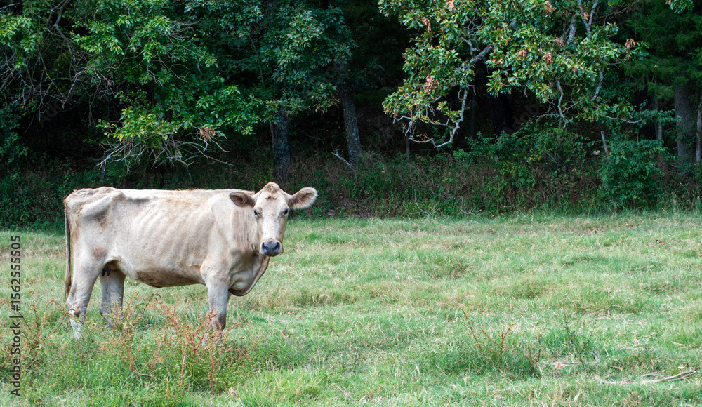 Fotografia Sickly cow beyond help