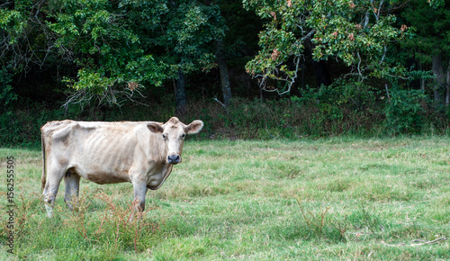 Sickly cow beyond help