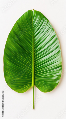 Minimal tropical, A banana leaf unfurling gently on a neutral background.