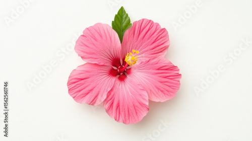 Minimal tropical, A pink hibiscus flower on a white background for creative use.