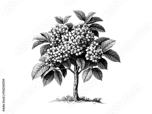 Chestnut tree botanical engraving, vintage nature print, hand-drawn leaves sketch, woodland flora art, old style black engraving, rustic tree illustration, forest elements, natural decor