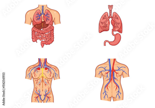 Detailed Illustrations of the Human Body Systems Including Respiratory Digestive Circulatory and Cardiovascular Anatomy for Educational Purposes
