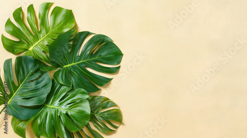 Minimal tropical, Botanical shadow play with monstera on beige background.
