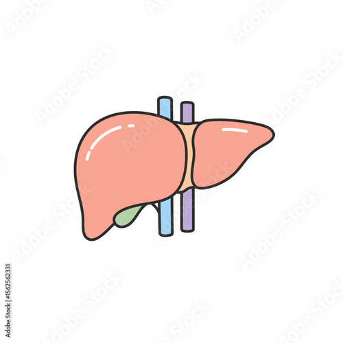 Understanding the Vital Functions of the Human Liver and Its Crucial Role in Overall Health and Well-being