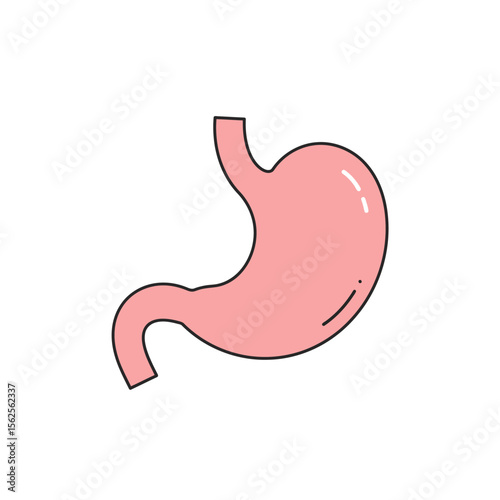 Understanding The Digestive System And How It Functions To Process Food Into Energy For The Body