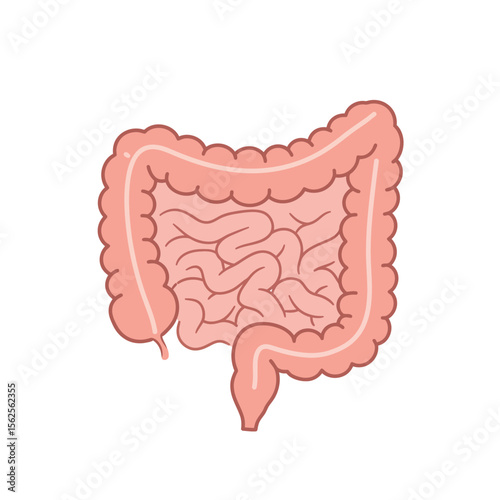 Understanding the Human Digestive System Anatomy and Physiology Functions for Health and Wellness