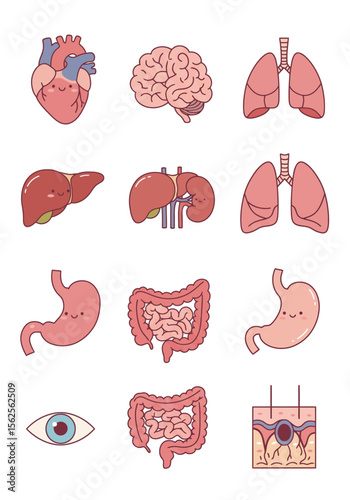 An Artistic Representation of Essential Human Organs Including the Heart Brain Lungs Liver Stomach Intestines and Eye Anatomy Diagrams