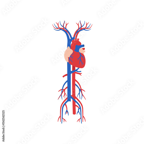 A Simple Illustration of the Human Circulatory System Featuring the Heart and Major Arteries and Veins Spreading Outward Like a Tree Providing Essential Blood Flow Throughout The Body