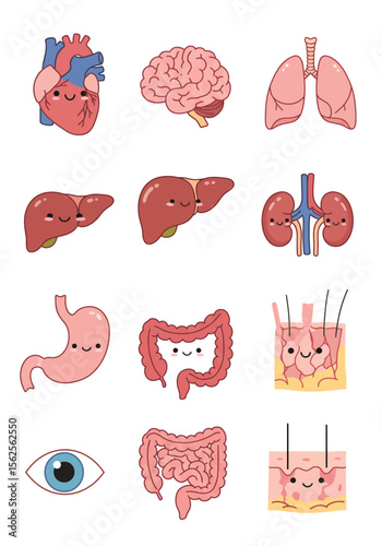 An Adorable Collection of Human Internal Organs Illustrated with Whimsical Happy Faces Celebrating Anatomy and Biology Education