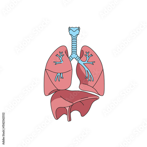 Detailed anatomical illustration of the human respiratory system including lungs trachea bronchi and diaphragm presenting a clear view of these vital organs for educational purposes