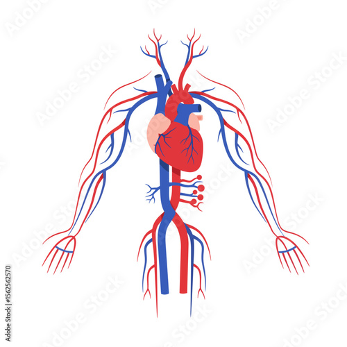 A Detailed Illustration of the Human Circulatory System Showcasing the Heart Arteries and Veins Throughout the Body and Arms