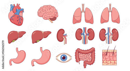 A Comprehensive Collection of Human Anatomy Illustrations Detailing Vital Organs and Body Systems for Educational Purposes