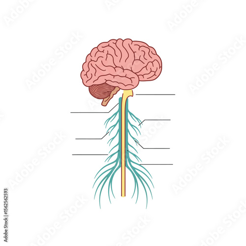 An Illustration Depicting the Central Nervous System Including the Brain and Spinal Cord with Branching Nerves Throughout the Body