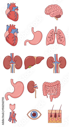 A Colorful Collection of Human Organ Illustrations Displaying the Complexity of the Body's Internal Systems for Medical Education and Health Awareness