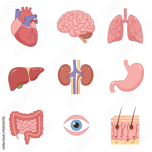 A Comprehensive Collection of Human Internal Organs and Body Systems Showcasing Essential Biological Structures for Medical Education and Health Awareness Studies