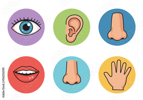 Understanding the Five Senses of Human Perception Exploring Sight Hearing Smell Taste and Touch Through Detailed Illustrations