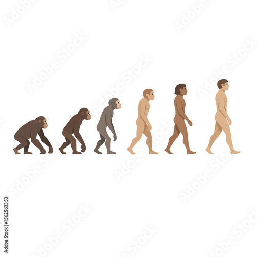 Visualizing the Evolutionary Journey of Humankind Showing the Gradual Progression from Early Ancestors to Modern Humans Through Distinct Stages of Development