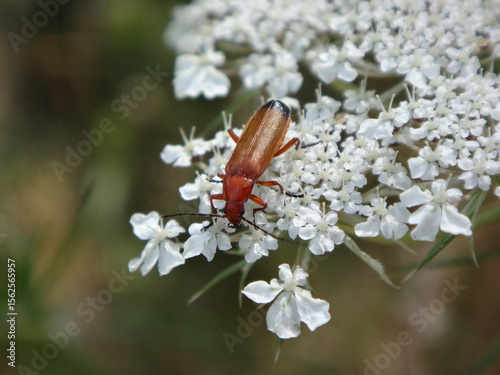 Common red soldier beetle (rhagonycha fulva) on a wild carrot umbel photo