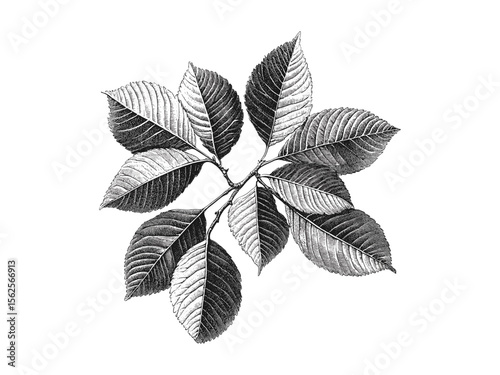 Hand-drawn walnut tree leaves, vintage botanical engraving, walnut bark detail, retro nature decor, black sketch, old engraving style, woodland illustration, eco-friendly wall art, forest design
