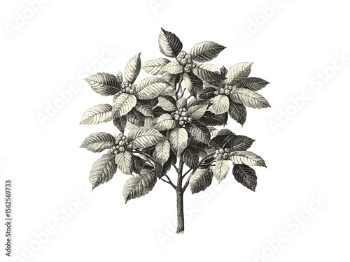 Hand-drawn vintage engraving, American Chestnut Tree botanical art, chestnut leaves, retro nature print, black sketch, old engraving style, rustic woodland decor, antique tree drawing