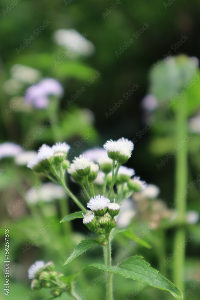 white flowers in the garden white flowers in the garden